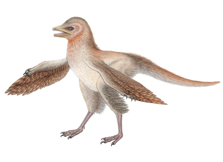 Image: Reconstruction of tiny, feathered dinosaur